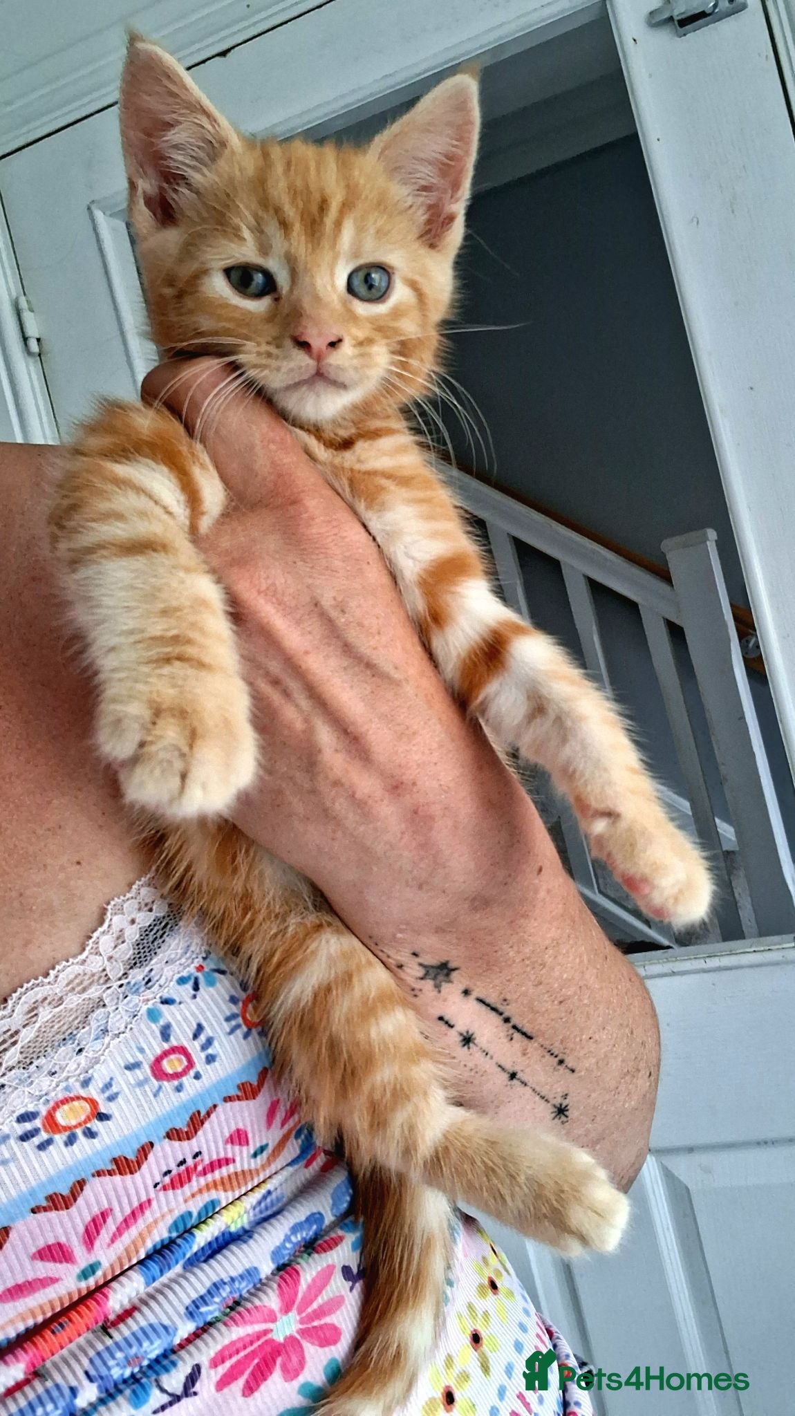 Maine Coon cats 4 maincoon babies  - Advert 18