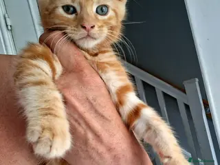 Maine Coon cats 4 maincoon babies - Advert 18