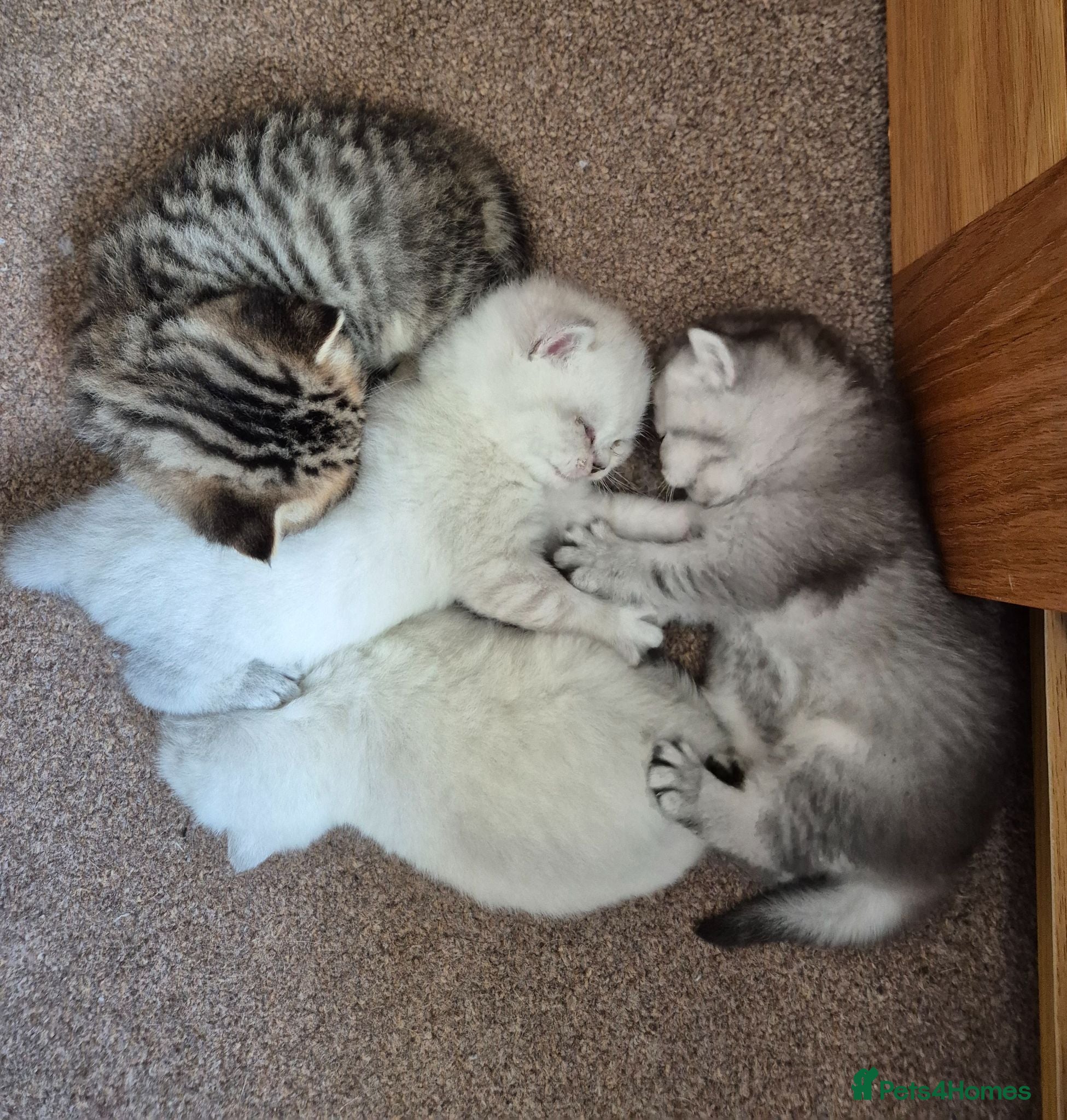 British Shorthair cats Beautiful GCCF Registered Kittens For Sale - Advert 1
