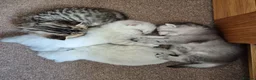 British Shorthair cats for sale: Beautiful GCCF Registered Kittens For Sale - Advert 1