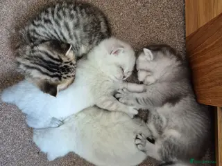 British Shorthair cats Beautiful GCCF Registered Kittens For Sale - Advert 4