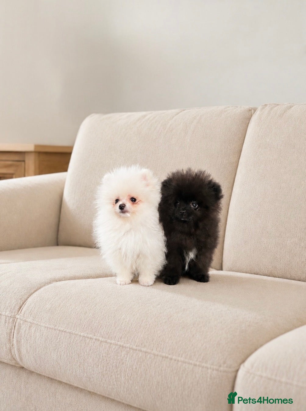 Pomeranian dogs 🐻Tiny Boys🔥Outstanding Quality  - Advert 2