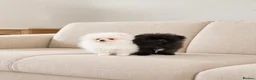Pomeranian dogs for sale: 🐻Tiny Boys🔥Outstanding Quality  - Advert 1