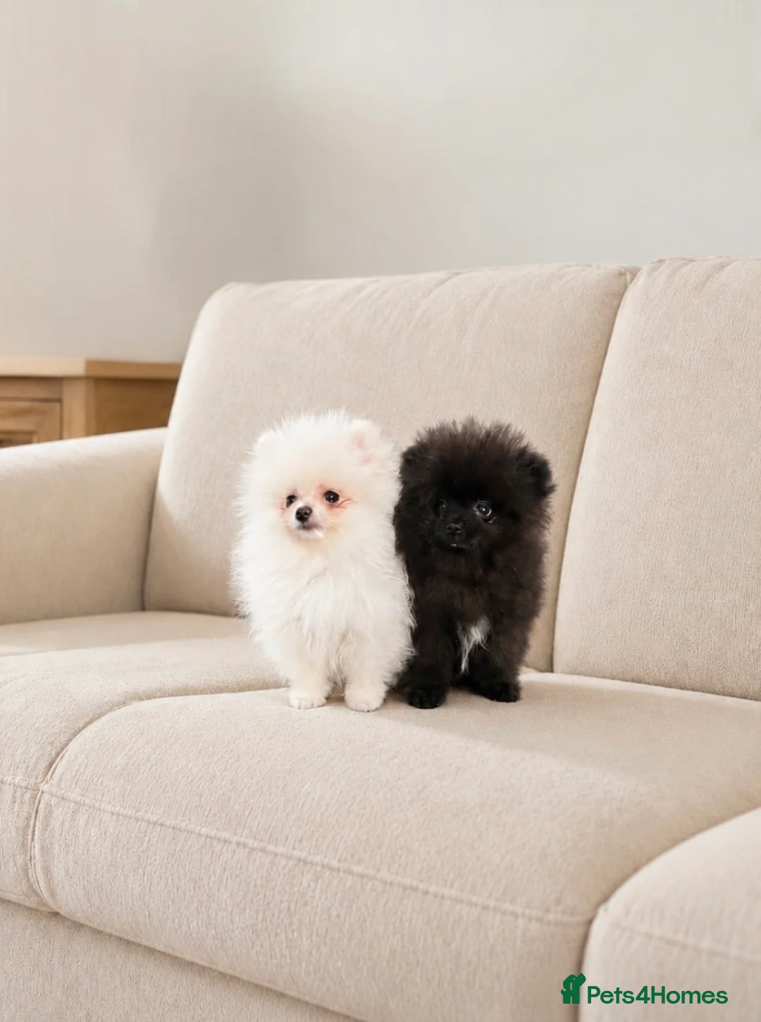 Pomeranian dogs for sale: 🐻Tiny Boys🔥Outstanding Quality  - Advert 1