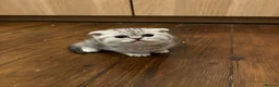 Scottish Fold cats for sale: Beautiful Scottish Fold Kittens — for Loving Homes - Advert 11