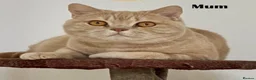 British Shorthair cats for sale: Pure breed registered kittens - Advert 2