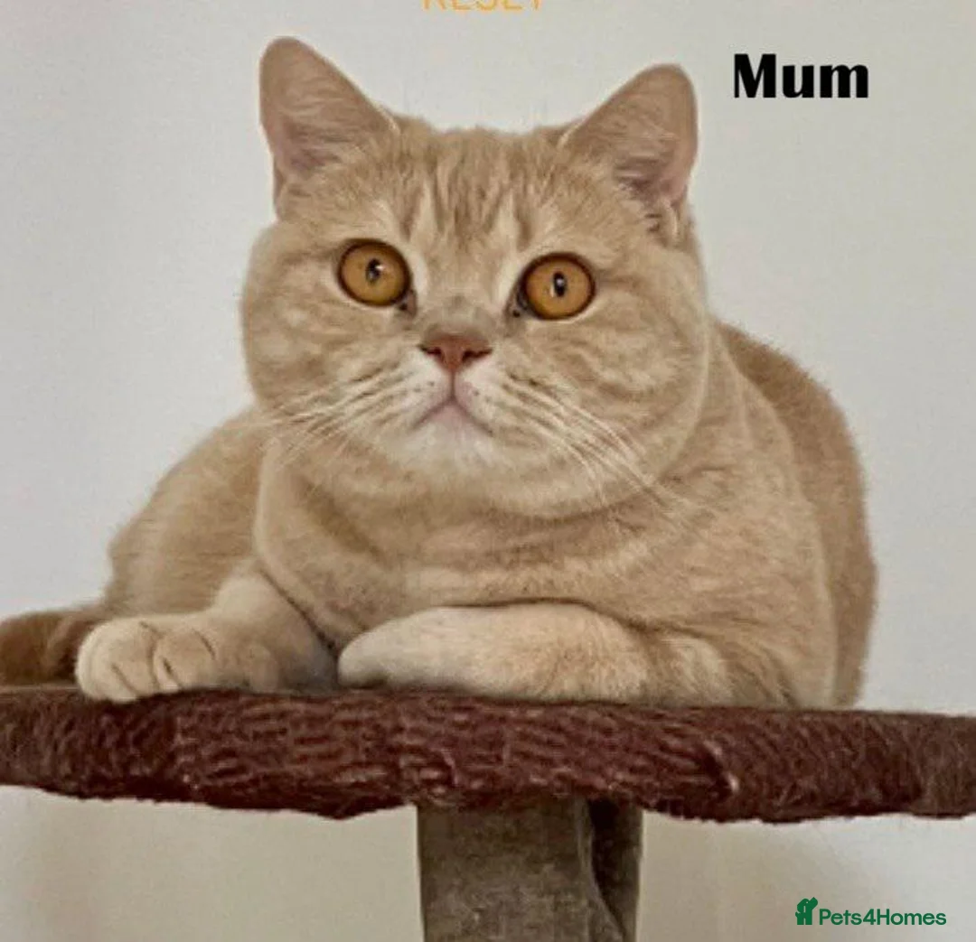 British Shorthair cats for sale: Pure breed registered kittens - Advert 2