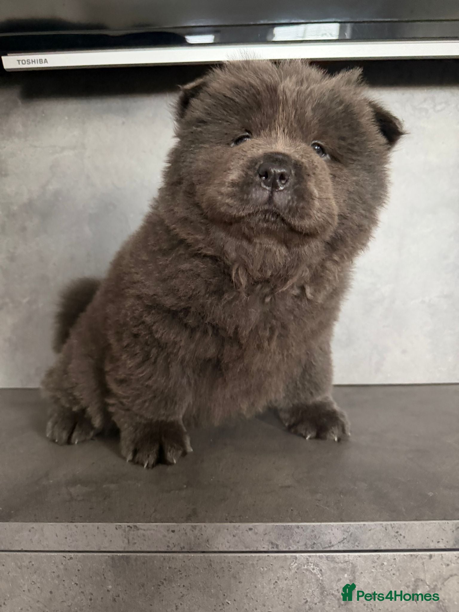 Chow Chow dogs Chow chow puppies ready to go 20th jan - Advert 8