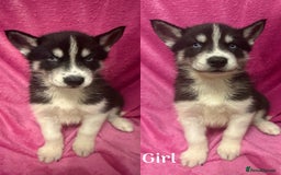 Siberian Husky dogs for sale: Siberian Husky Puppies for Sale - Image 2