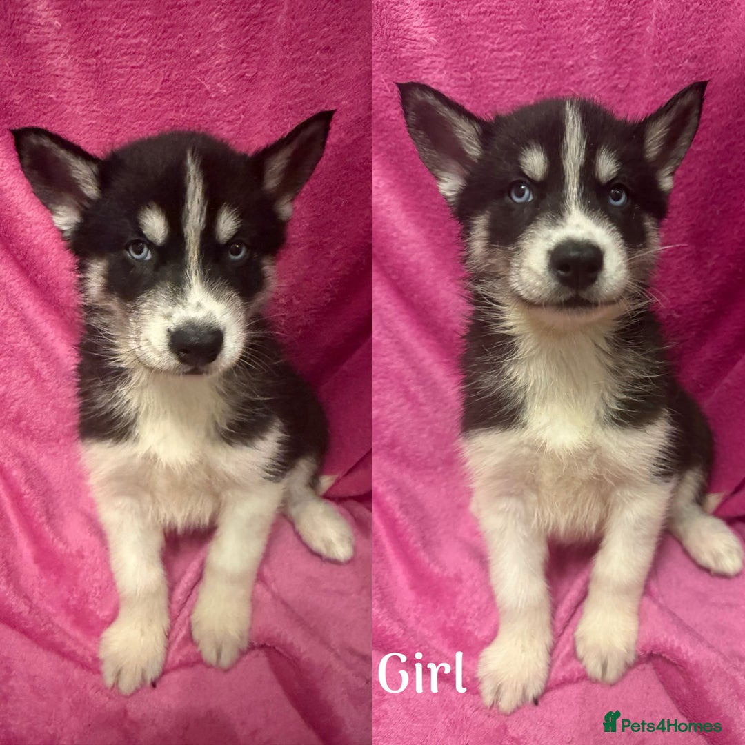 Siberian Husky dogs for sale: Siberian Husky Puppies for Sale - Image 2