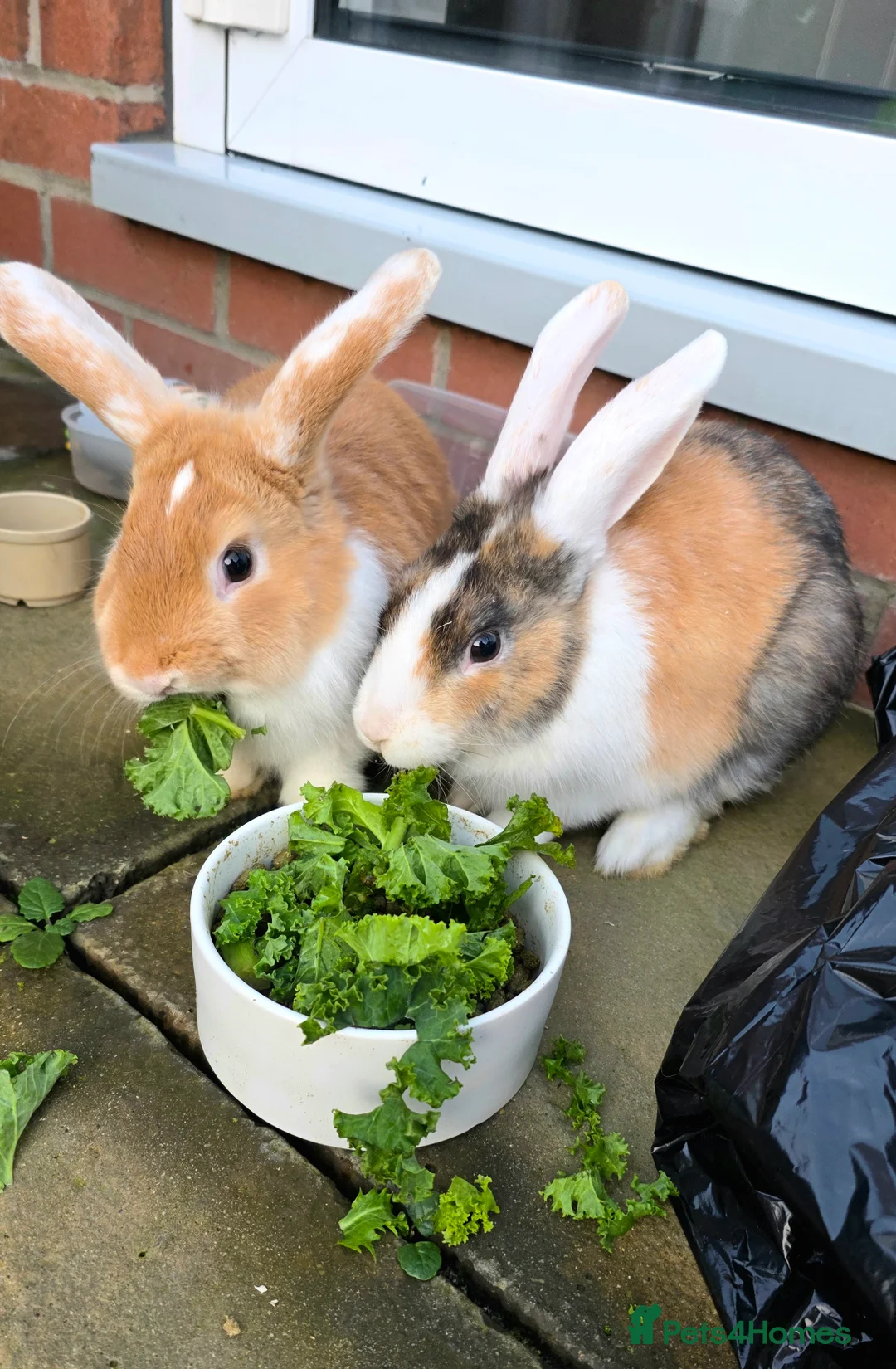 English Lop rabbits for sale: Male bunnies - Advert 2