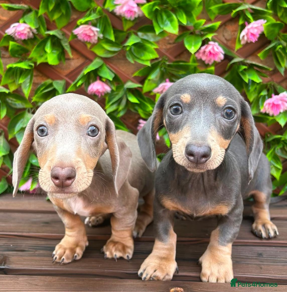 Miniature Dachshund dogs READY NOW VERY PETIT MINIDAXIS KC REG PRA CLR - Advert 2