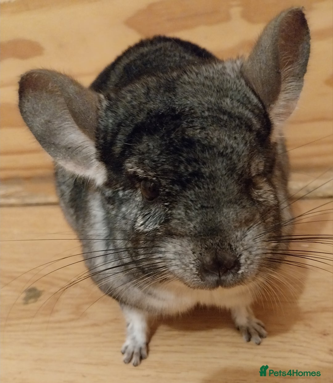 Chinchilla rodents for sale: Male chinchilla called Star - Advert 3