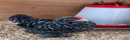 Chickens poultry for sale: 3 Male Pekin Bantam Roosters in Bishop Auckland - Advert 5