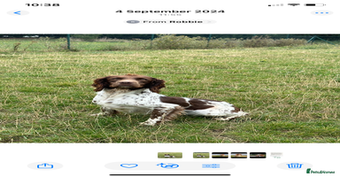 Sprocker dogs - Advert 3