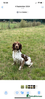 Sprocker dogs - Advert 15