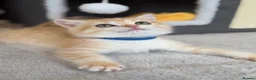British Shorthair cats for sale: Beautiful British Sh golden kittens TICA - Advert 22