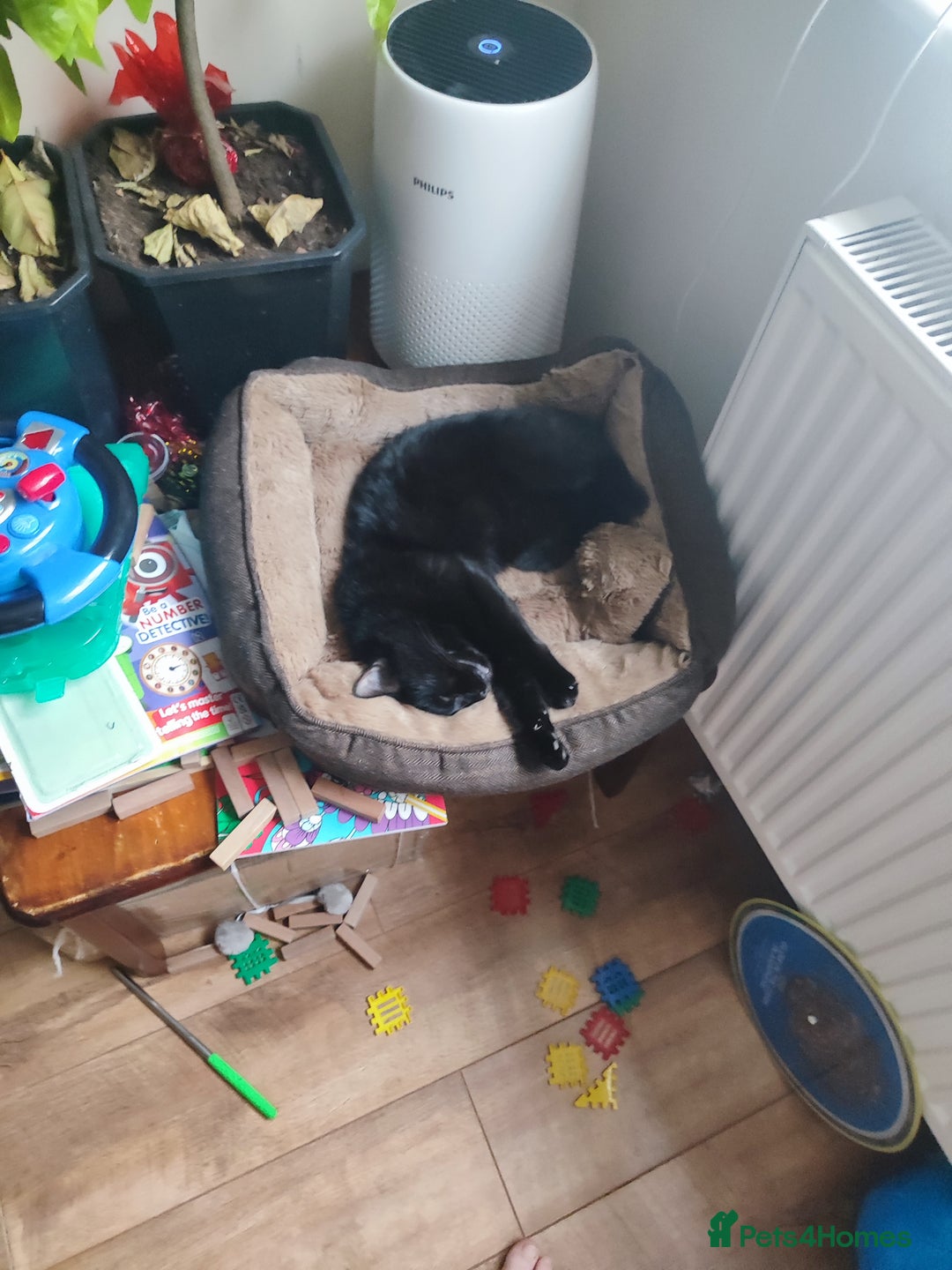 Mixed Breed cats for sale: Two beautiful kittens are looking for home  - Image 4