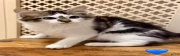 Maine Coon cats for sale: 💖 MAINE COON X RAGDOLL *PARENTS HEALTH TESTED* 💖 - Advert 23