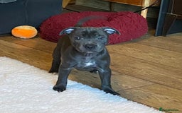 Staffordshire Bull Terrier dogs for sale: 🐾Reduced♥️World Famous Samtan Dozer & C in Swansea - Image 14