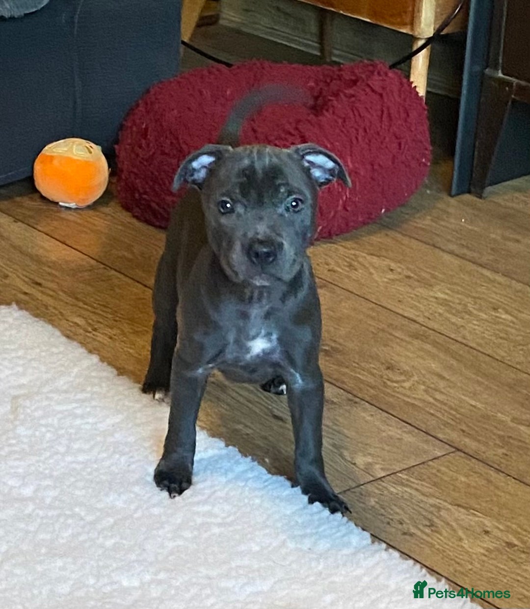 Staffordshire Bull Terrier dogs for sale: 🐾Reduced♥️World Famous Samtan Dozer & C in Swansea - Image 14