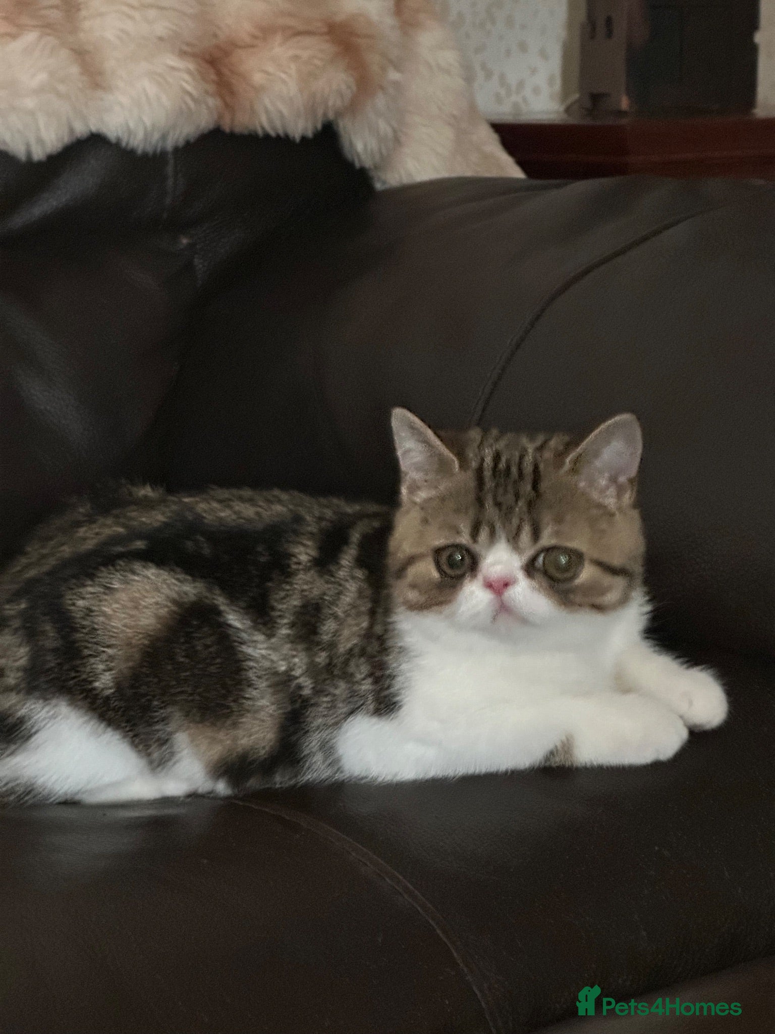Exotic cats Hello my name is Betty - Advert 1