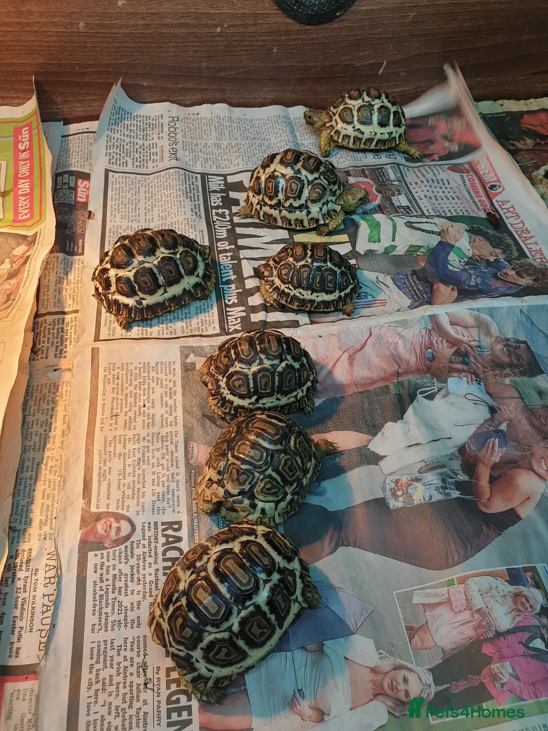 Tortoise reptiles for sale: Leopard tortoise in Swindon - Advert 3