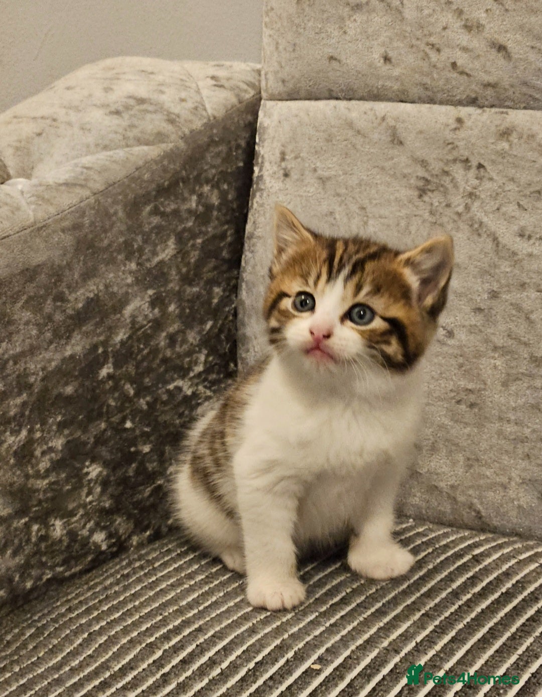 Mixed Breed cats for sale: Beautiful British shorthair kittens - Image 8