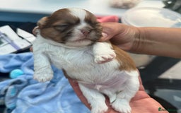 Shih Tzu dogs for sale: Doll face shih tzu tri colour puppy’s  - Image 11