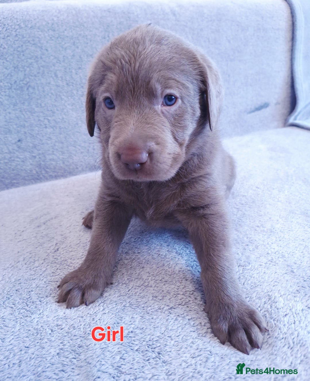 Labrador Retriever dogs for sale: Chunky, healthy Chocolate and Silver puppies!!! - Advert 10