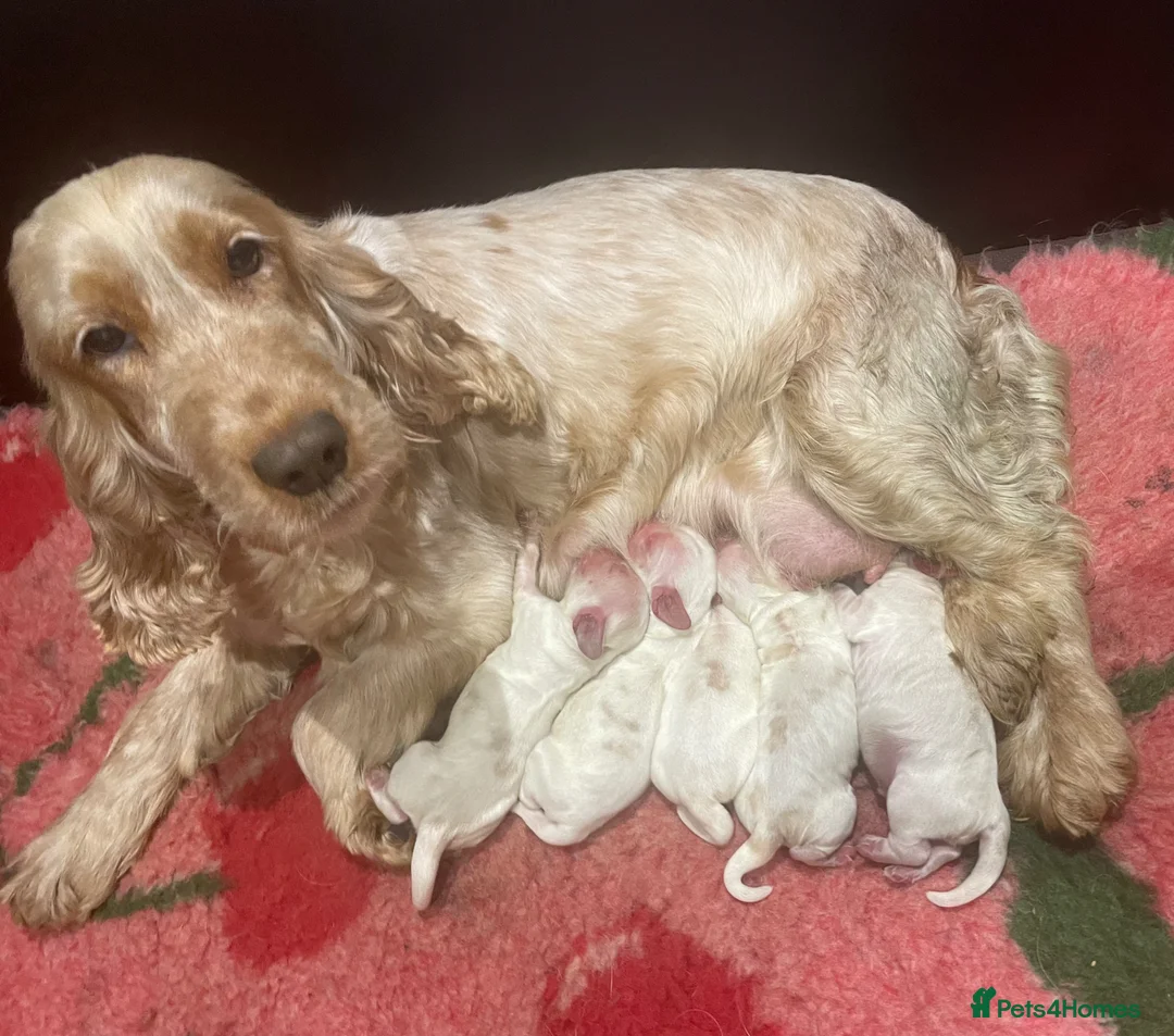 Cocker Spaniel dogs for sale: Show-Type Cocker Spaniel Puppies - Ready To Leave - Advert 6
