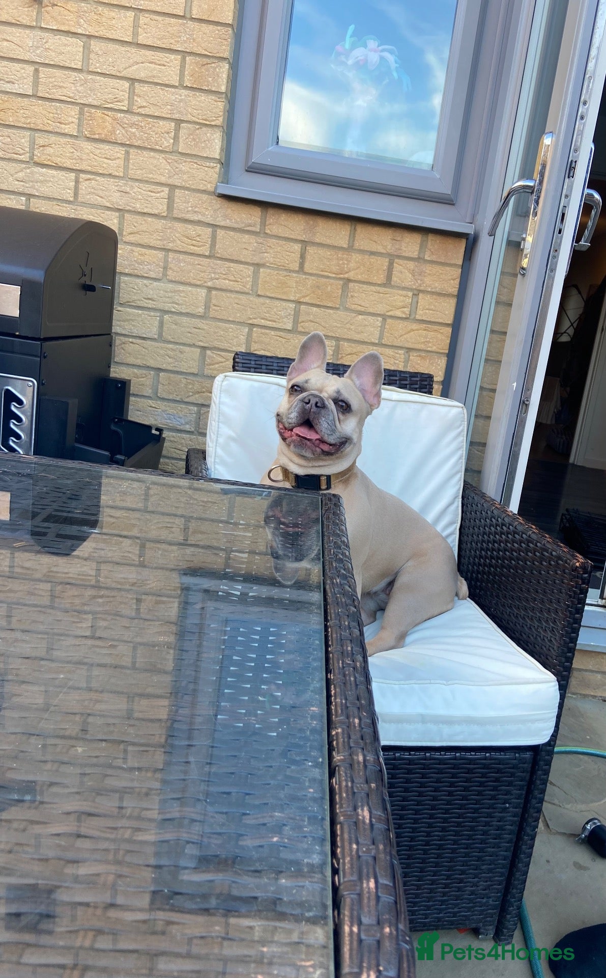 French Bulldog dogs 5 year old French bulldog  - Advert 5