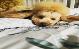 Toy Poodle dogs for stud: 🇷🇺russian kc miniature poodle 🇷🇺  in Newcastle - Image 1