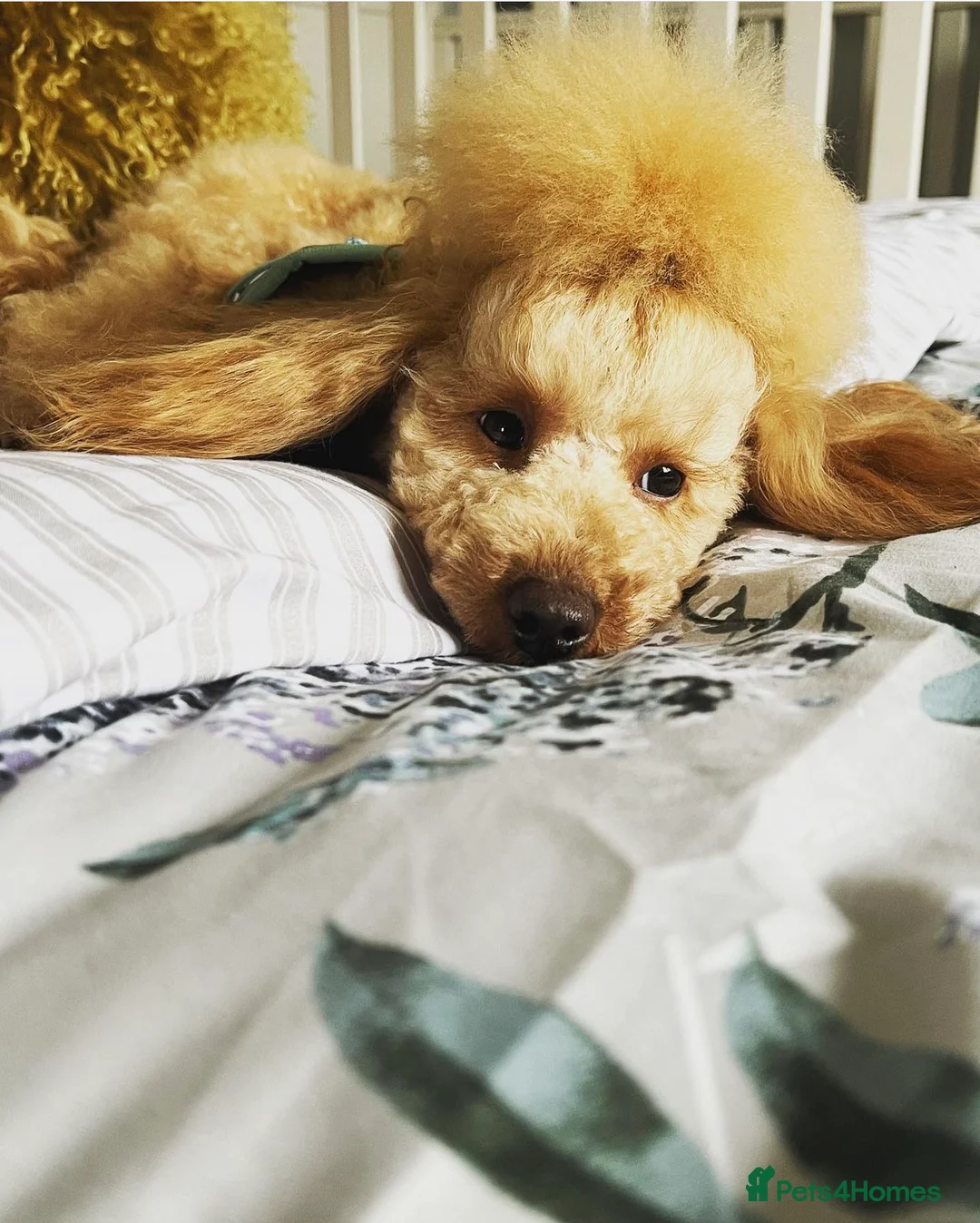 Toy Poodle dogs for stud: 🇷🇺russian kc miniature poodle 🇷🇺  in Newcastle - Advert 1
