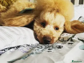 Toy Poodle dogs 🇷🇺russian kc miniature poodle 🇷🇺 in Newcastle - Advert 4