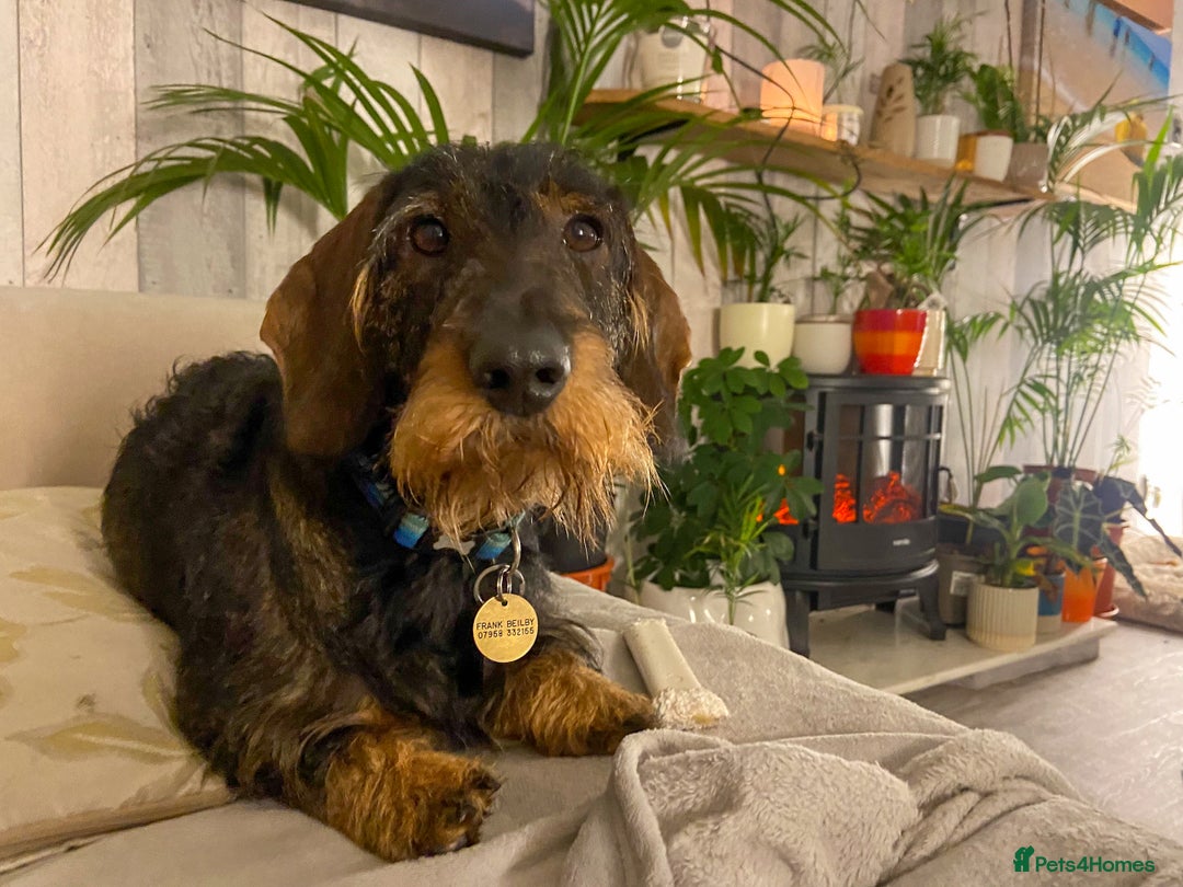 Dachshund dogs for sale: KC Standard Wire-haired Dachshund puppies - Image 13