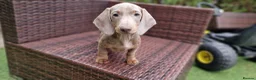 Miniature Dachshund dogs for sale:  Beautiful Mini dachshund   - Advert 15