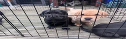 Labrador Retriever dogs for sale: KC Registered beautiful working labrador puppies in Oldham - Advert 10
