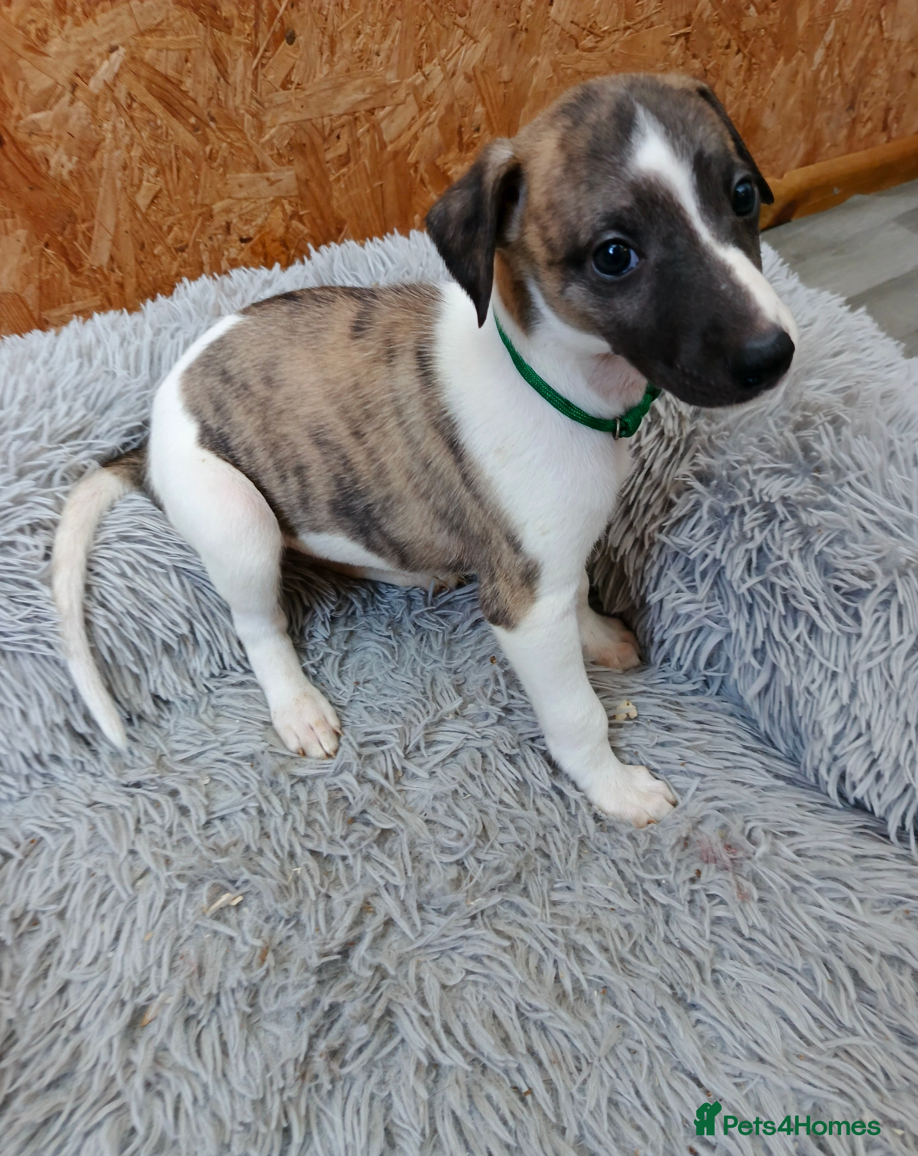 Whippet dogs Beautiful whippet puppies looking for new home - Advert 16