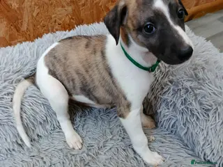 Whippet dogs Beautiful whippet puppies looking for new home - Advert 16