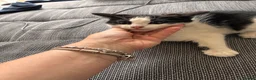 Mixed Breed cats for sale: 5 beautiful kittens for sale  - Advert 7