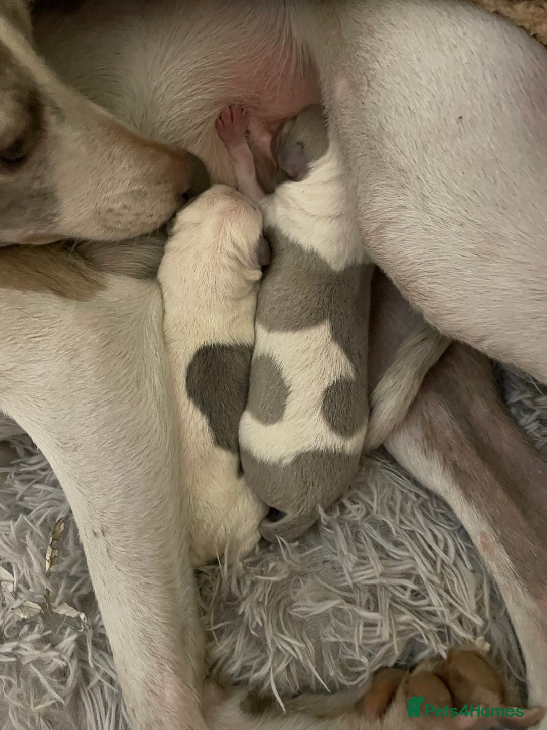 Whippet dogs for sale: Top quality whippet girl pups  - Advert 3