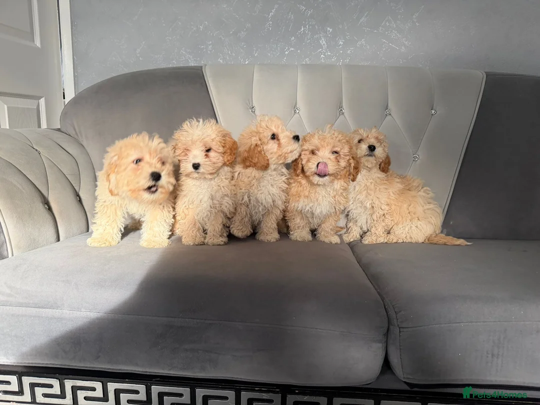 Cockapoo dogs for sale: Cockpaoo puppies available now  - Advert 12