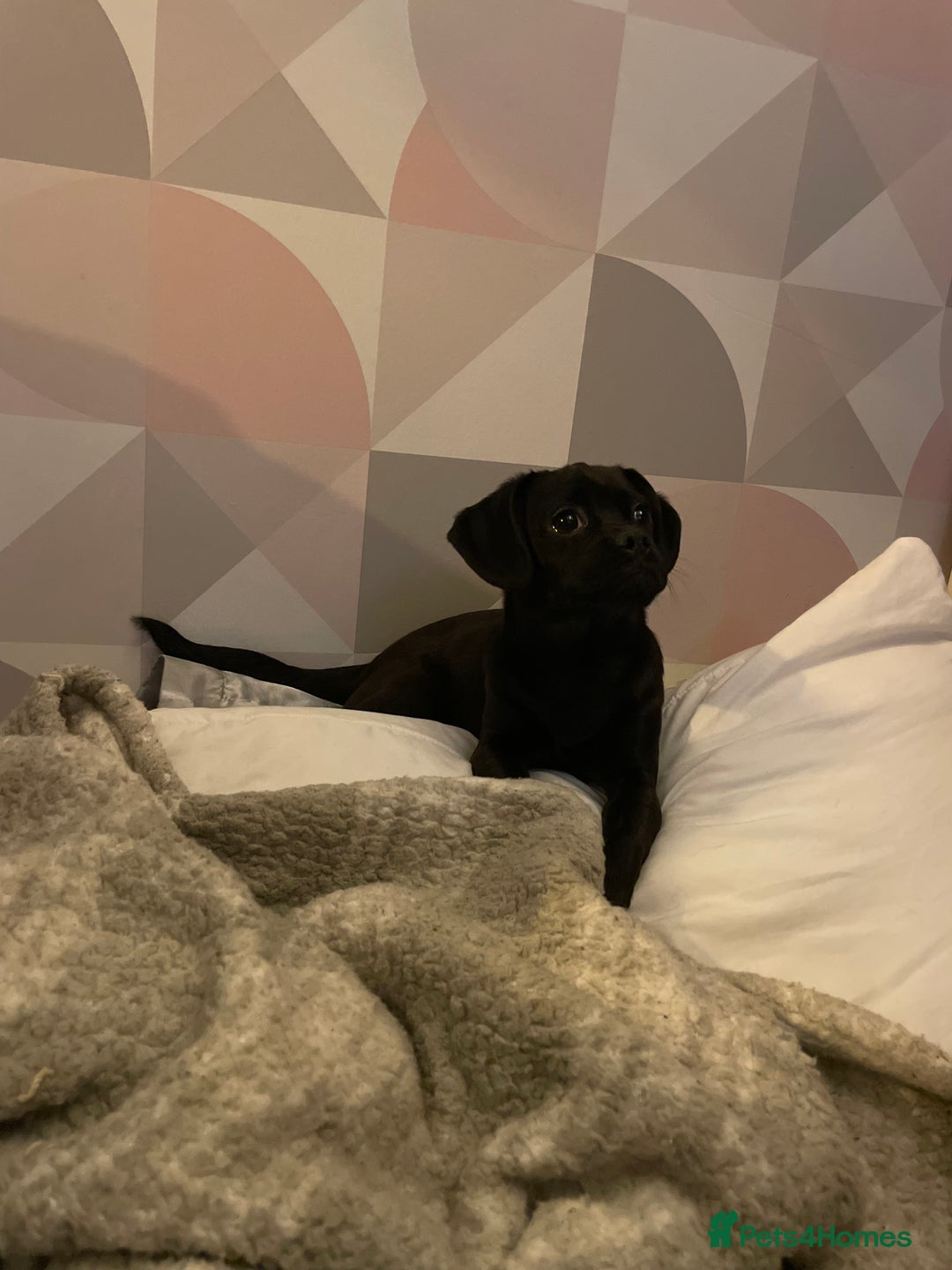 Mixed Breed dogs for sale: Pugapoo  - Advert 1