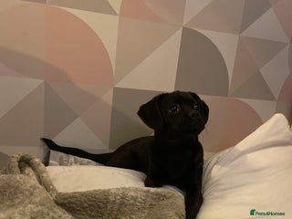 Mixed Breed dogs Pugapoo - Advert 1