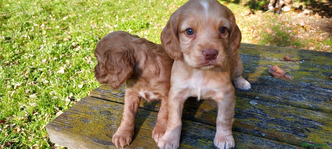 Cocker Spaniel dogs for stud: Kc health tested cocker spaniel at stud - Image 9