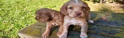 Cocker Spaniel dogs for stud: Kc health tested cocker spaniel at stud - Advert 9