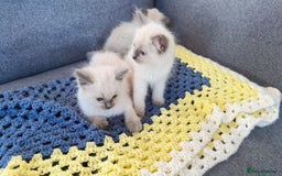 Ragdoll cats for sale: GCCF SEALPOINT RAGDOLL KITTENS - Image 3