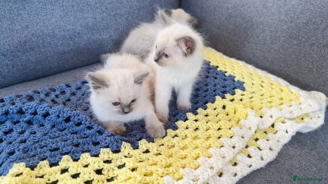 Ragdoll cats for sale: GCCF SEALPOINT RAGDOLL KITTENS - Image 3