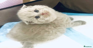 Scottish Fold cats - Advert 1